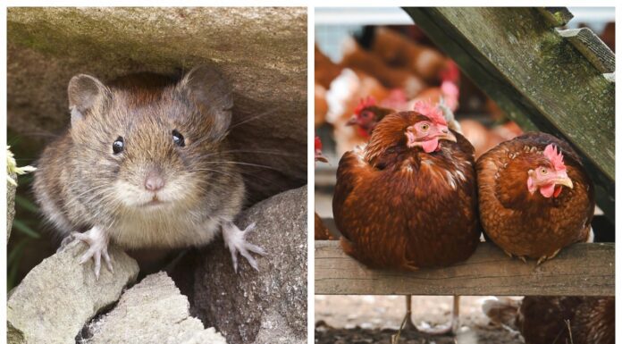 Кладу по 1 штучці – і миші вилітають кулею з курника: перевірені способи для зими Як позбутись від мишей у курнику