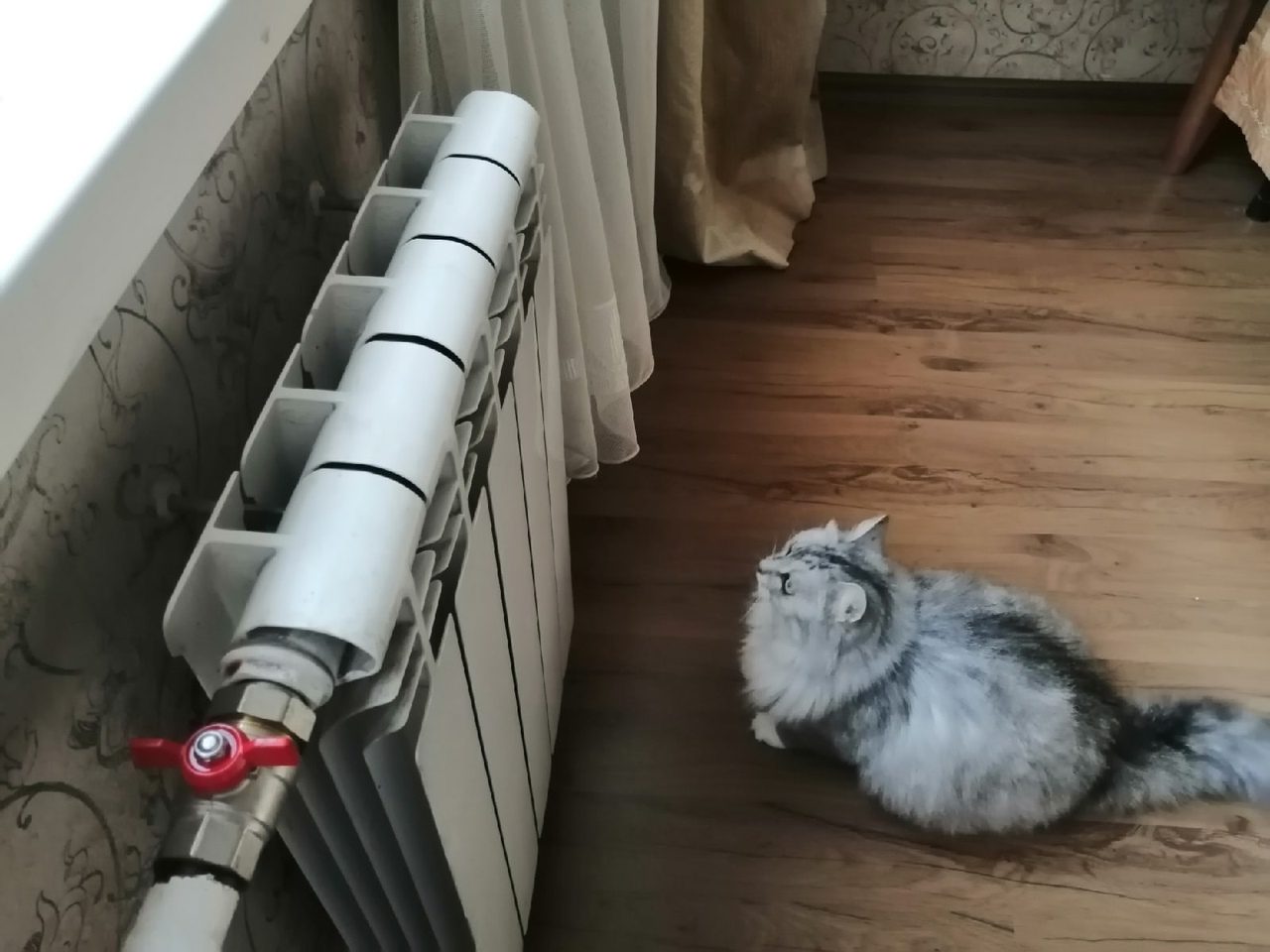 Експерти розповіли, яку просту дію виконати зі шторами у себе вдома для кращого опалення