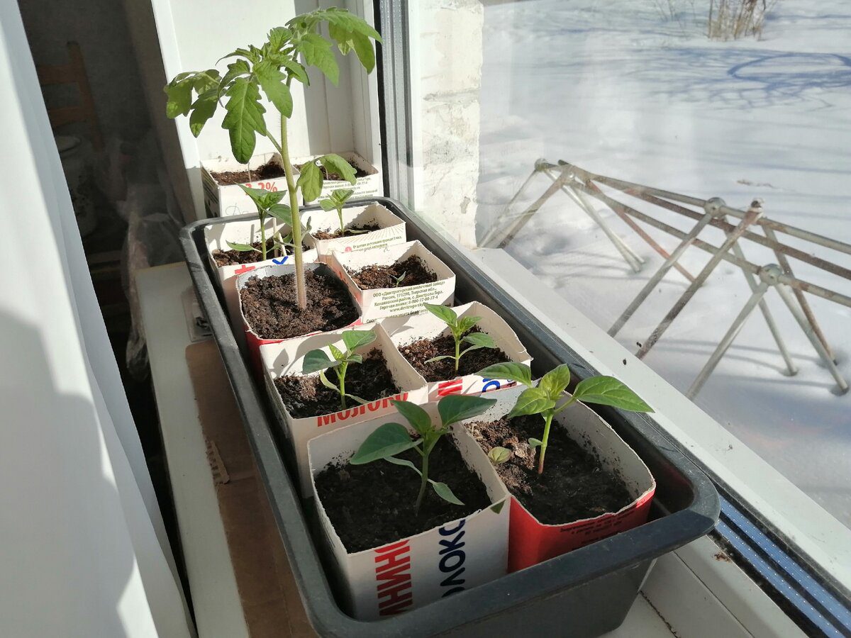 Експерти порадили, на яку ознаку звертати увагу, обираючи дату, коли сіяти розсаду в 2026