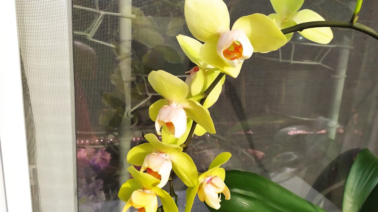 Садівники розповіли, яке добриво використати для цвітіння орхідеї – якісне та натуральне