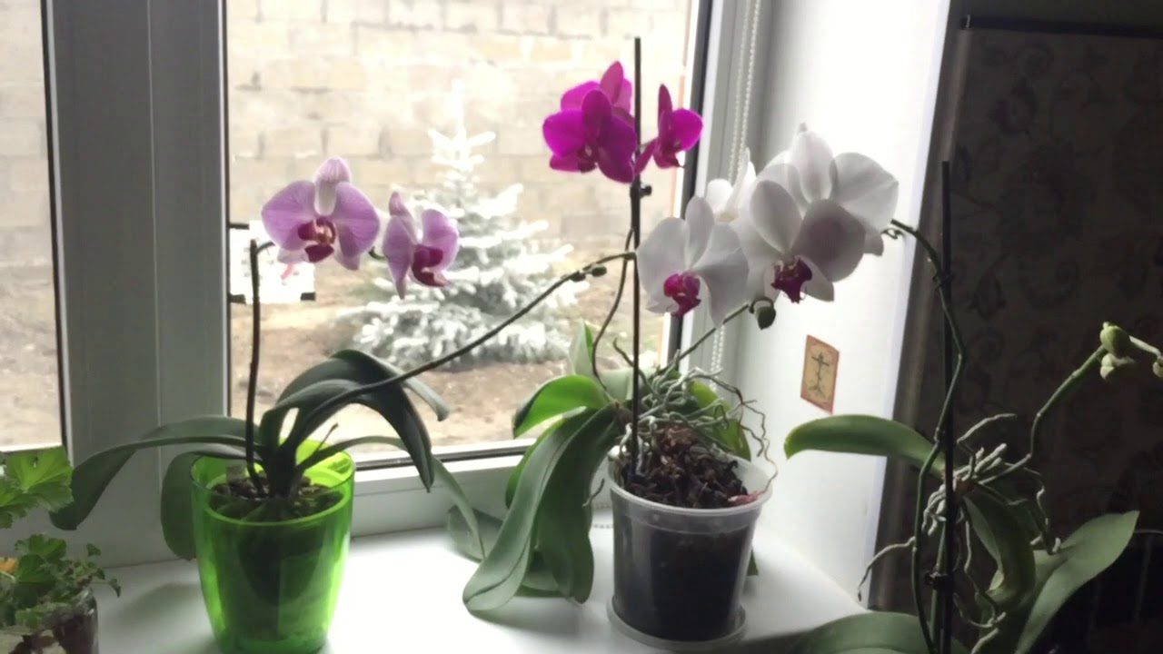 Садівники розповіли, яке добриво використати для цвітіння орхідеї – якісне та натуральне