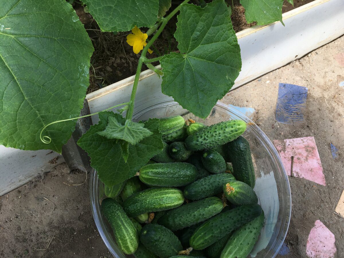 Городники розповіли, які сорти огірків найурожайніші та дають найсмачніші плоди на грядці