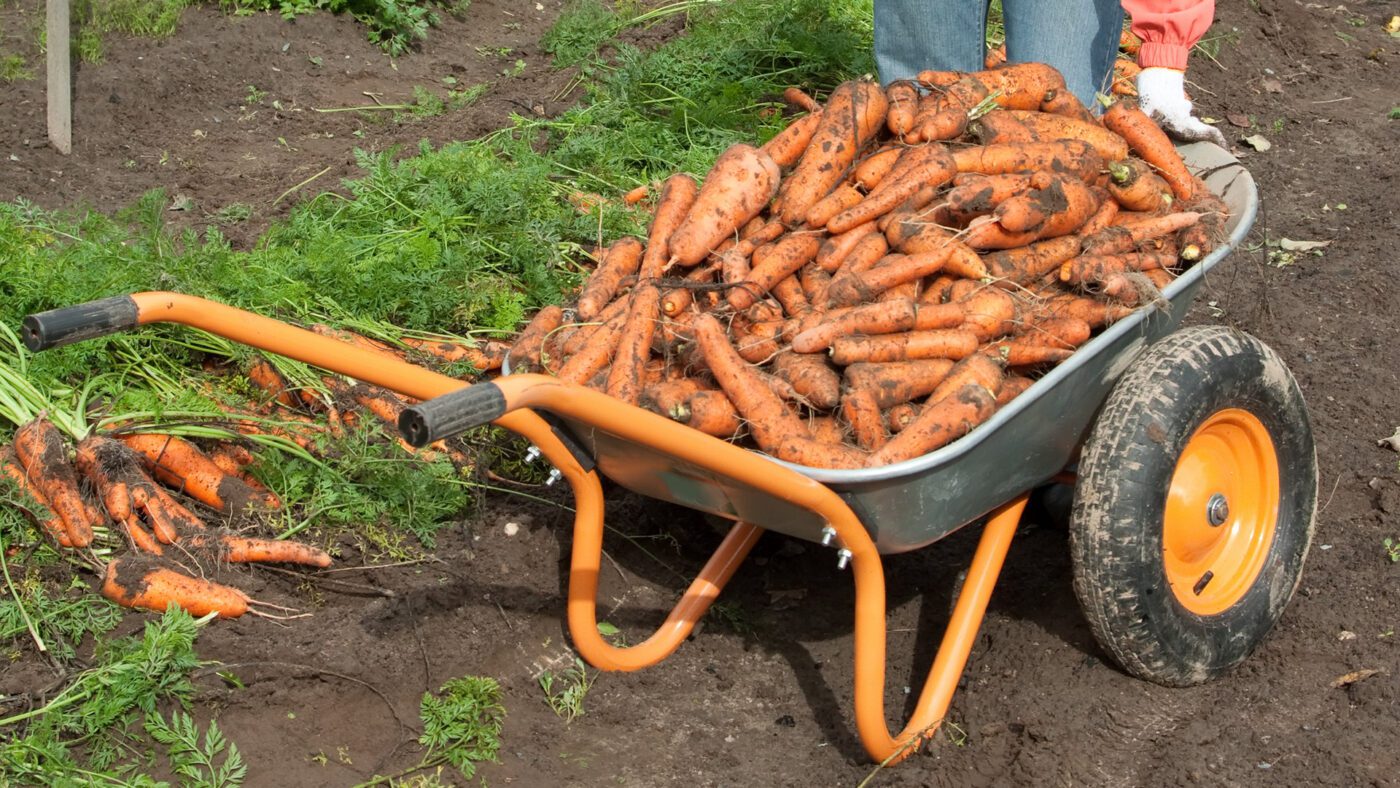 Агрономи пояснили, які 5 культур дають найбільший урожай при найменшому догляді