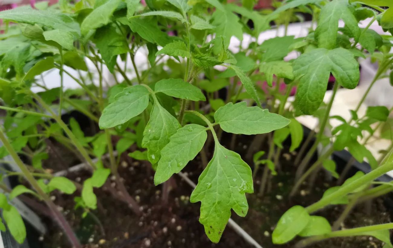 Експерти розповіли, як правильно доглядати за розсадою після посіву, аби вона не витягнулась