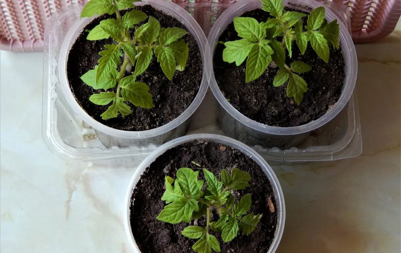 Експерти розповіли, який лайфхак допоможе позбутись від неприємного аромату від взуття