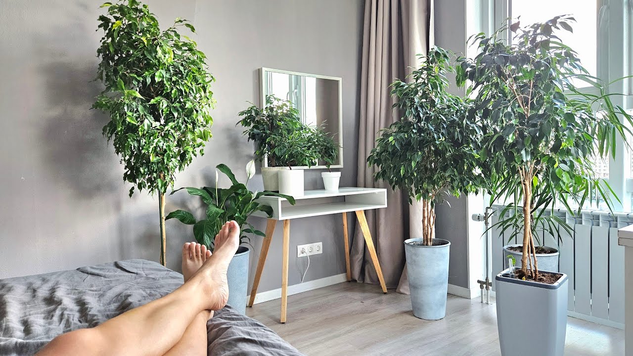 Садівники розповіли, яке добриво використовувати для покращення цвітіння квітів у зимовий період