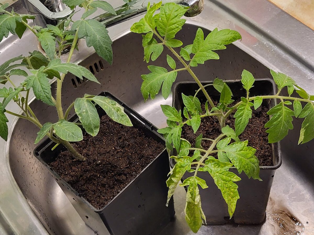 Садівники та агрономи порадили добавку під розсаду для кращого росту молодих рослин