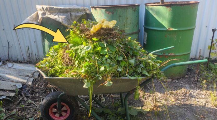 Додаю у компост 3 жмені – і він дозріває на 2 місяці раніше: секрет мами з села Як прискорити дозрівання компостної купи