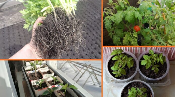 Кидаю в лунку не добриво, а 1 кухонний залишок: розсада виростає міцною і без жовтизни Як покращити ріст і розвиток розсади