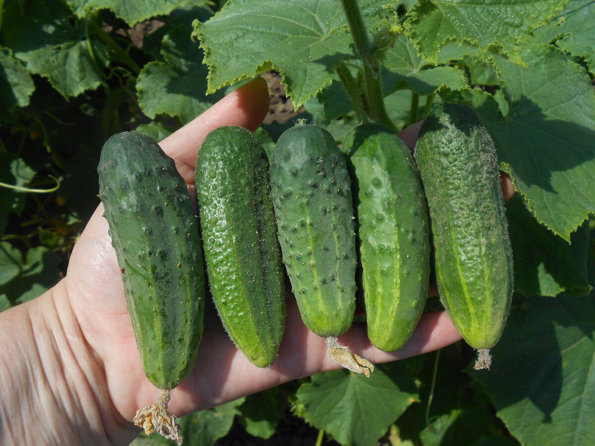 Городники розповіли, які сорти огірків посадити на власній ділянці, аби зібрати щедрий урожай
