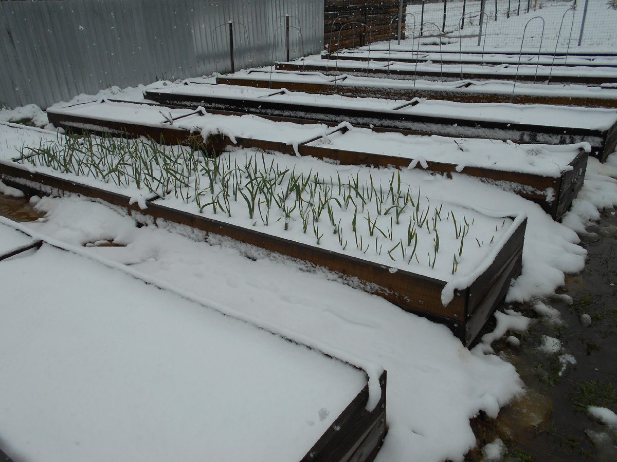 Експерти порадили, яке добриво використовувати для покращення структури ґрунту на грядці