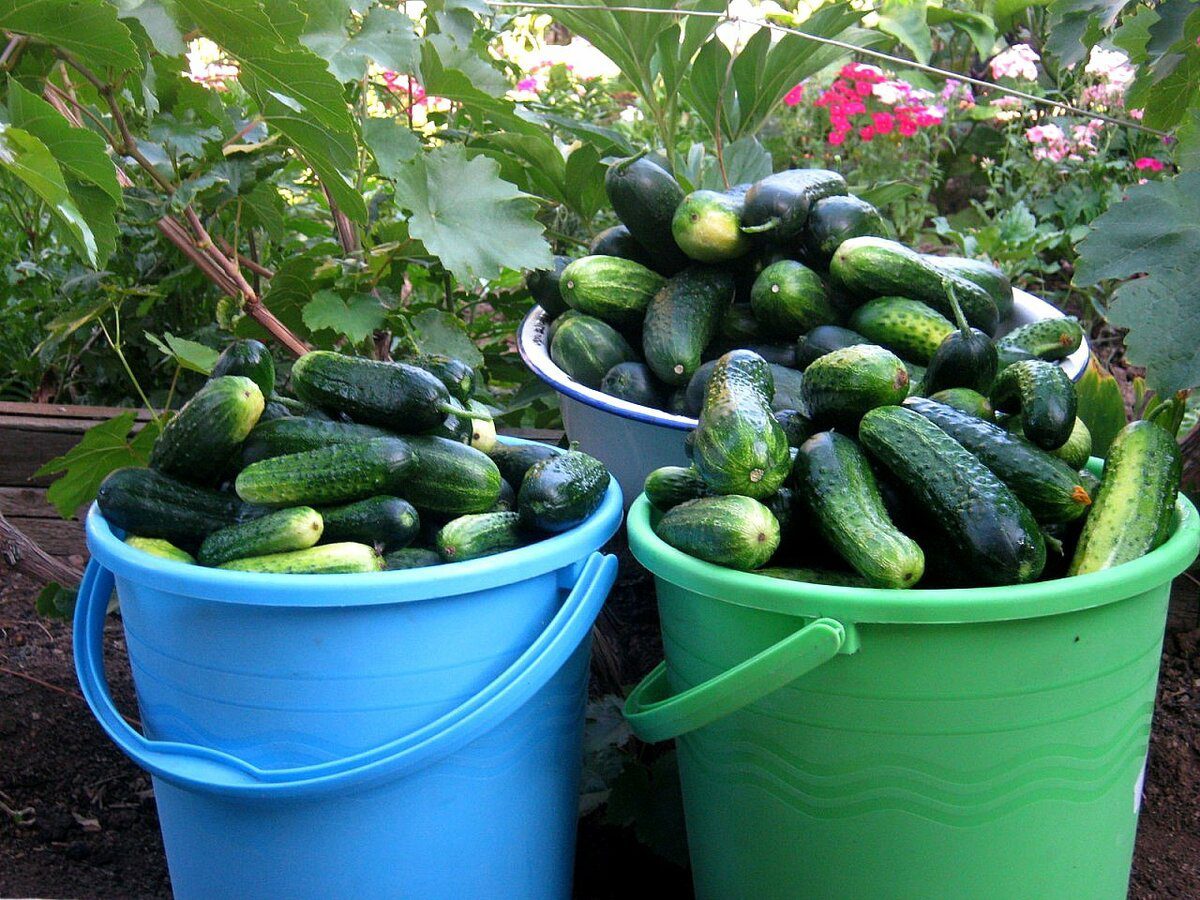 Городники розповіли, які сорти огірків посадити на власній ділянці, аби зібрати щедрий урожай