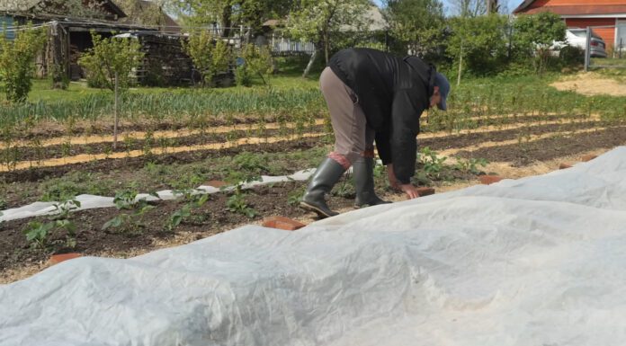 Агрономи підказали, під якими культурами треба підживлювати ґрунт до висадки