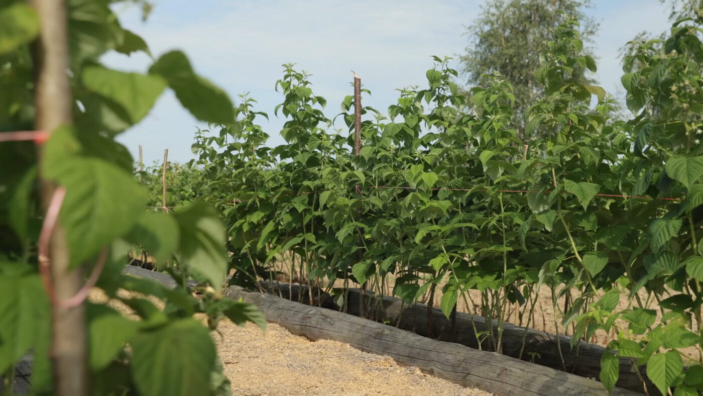 Городники порадили 5 агроприйомів для грядок, щоб мати кращий урожай