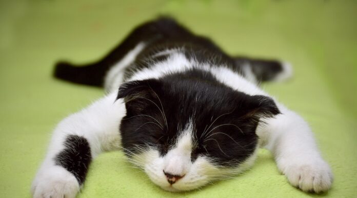 Про що говорять холодні вуха котів