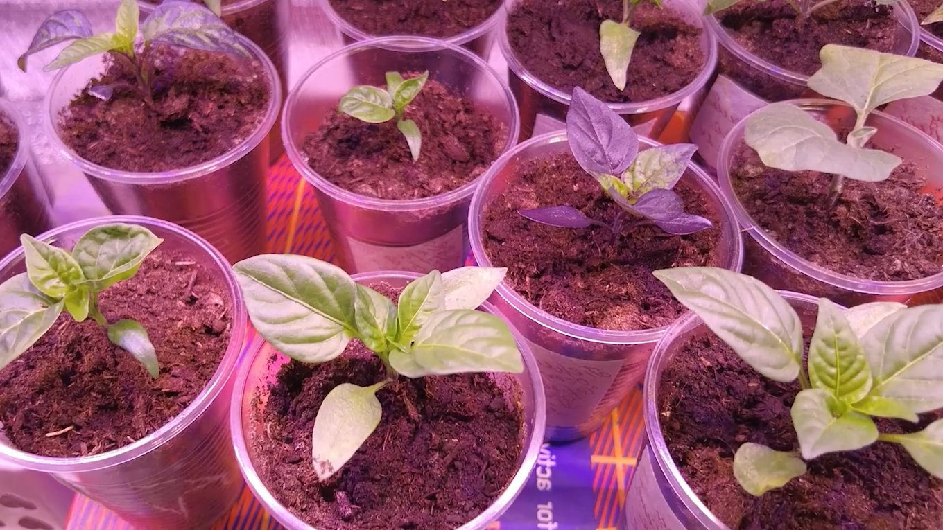 Хороше штучне освітлення в лютому-березні майже завжди краще за сонячне світло