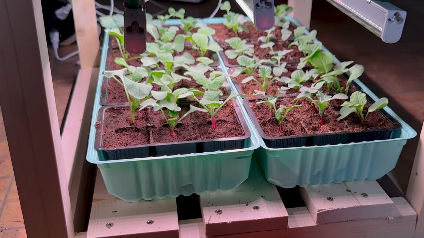 Щоб не займати підвіконня чи коли вони на північній стороні, можна зробити стелажі з фітолампами