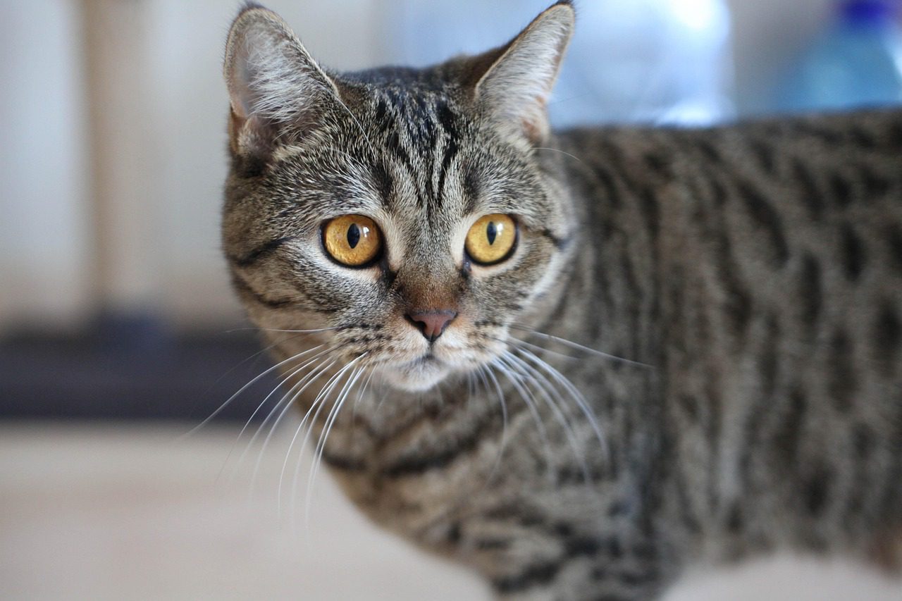 Експерти розповіли, чому коти лягають на живіт господаря та що роблять у цей момент