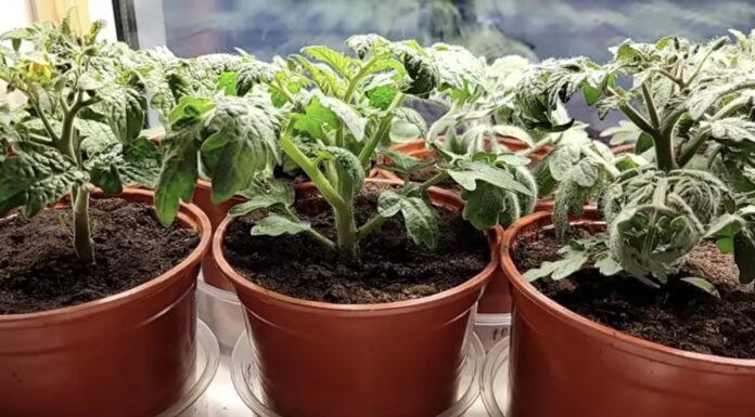 Агрономи назвали найкращі дати для посіву розсади помідорів у 2026