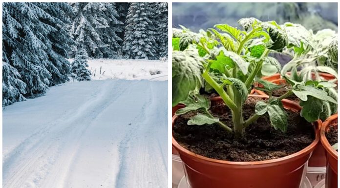 Збираю сніг для поливу розсади: тала вода творить дива – рослини стають вдвічі міцнішими за 7 днів Городники пояснили, як дієво та бюджетно підживити розсаду