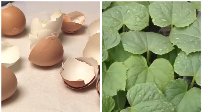 Садівники підказали, як без дорогих добрив підживити сад навесні