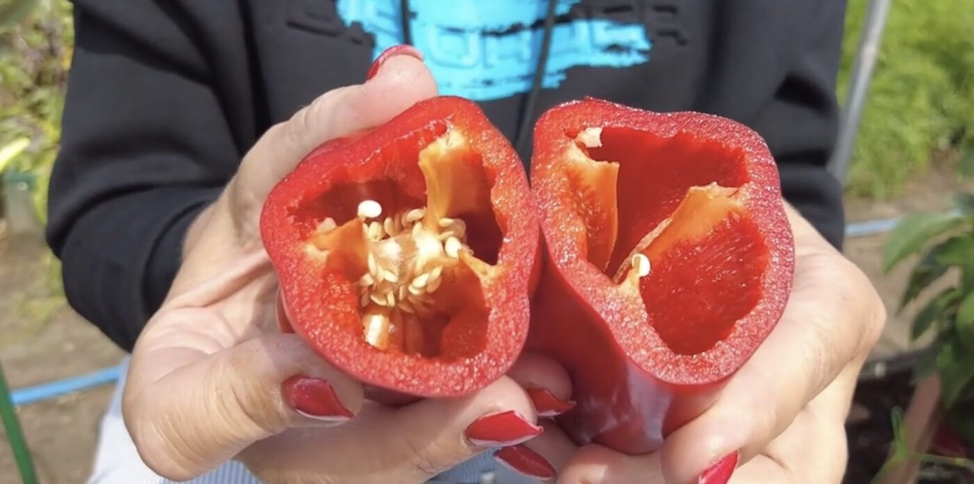 Три сорти перцю, які мають великі й мʼясисті плоди