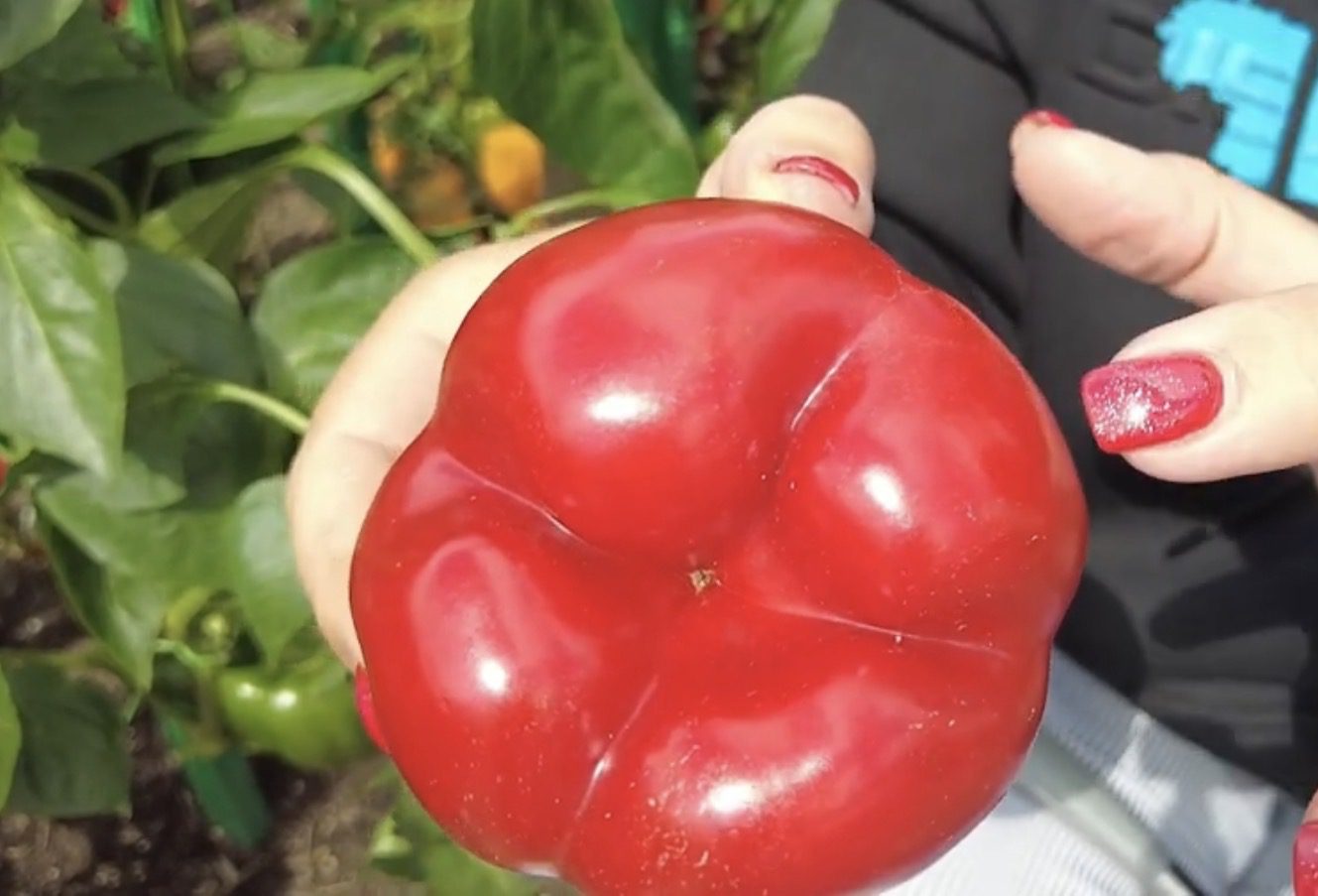 Три сорти перцю, які мають великі й мʼясисті плоди