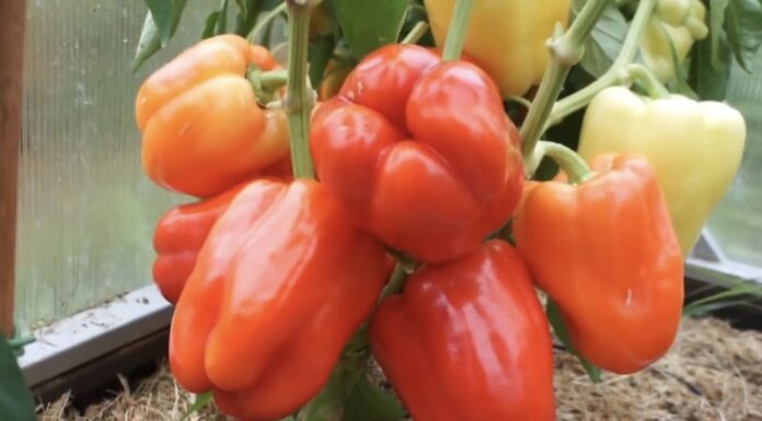 Агрономи назвали три сорти перцю, які мають великі й мʼясисті плоди