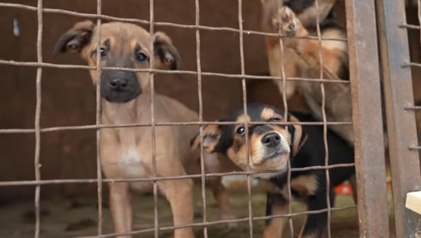 Як допомогти безпритульним тваринам в морози