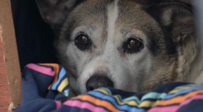 Волонтери розповіли, як допомогти безпритульним тваринам в морози