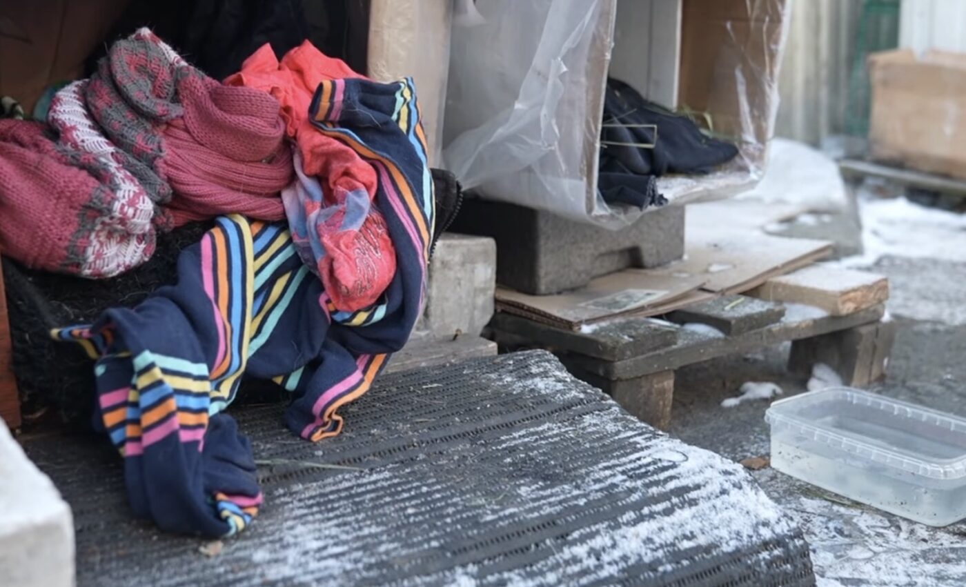 Як допомогти безпритульним тваринам в морози