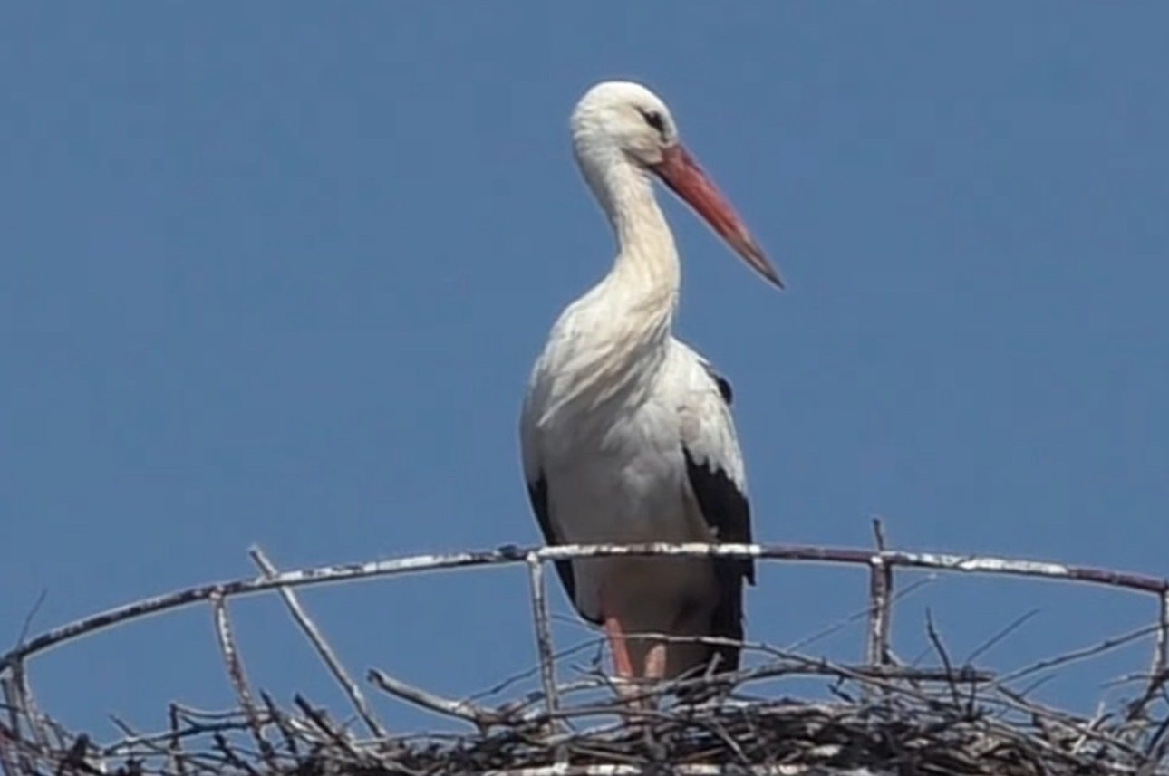 Що означає, якщо побачив лелеку взимку