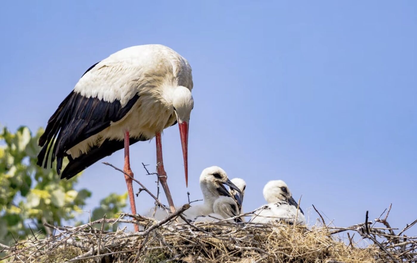 Що означає, якщо побачив лелеку взимку