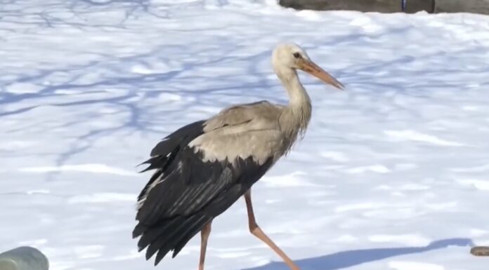 Експерти підказали, що означає, якщо побачив лелеку взимку