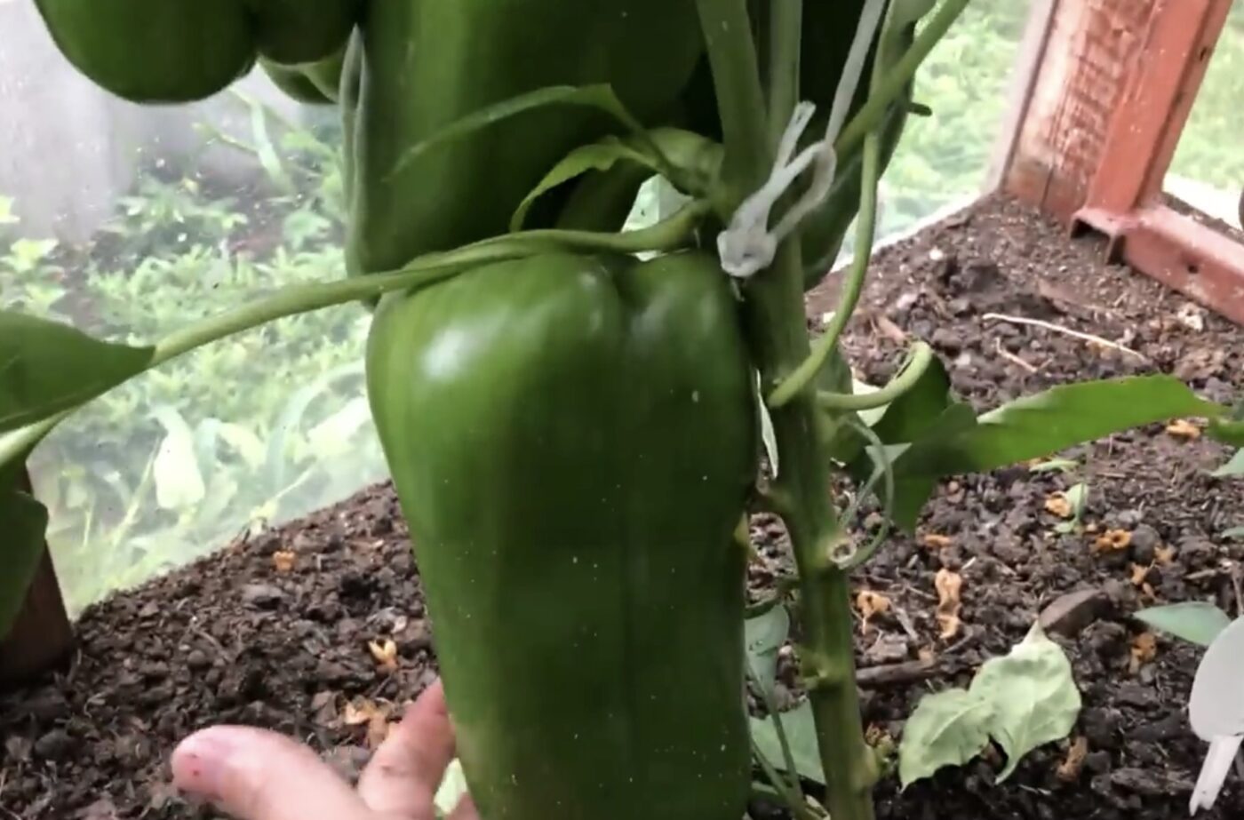 Сорт солодкого перцю, що має медовий присмак