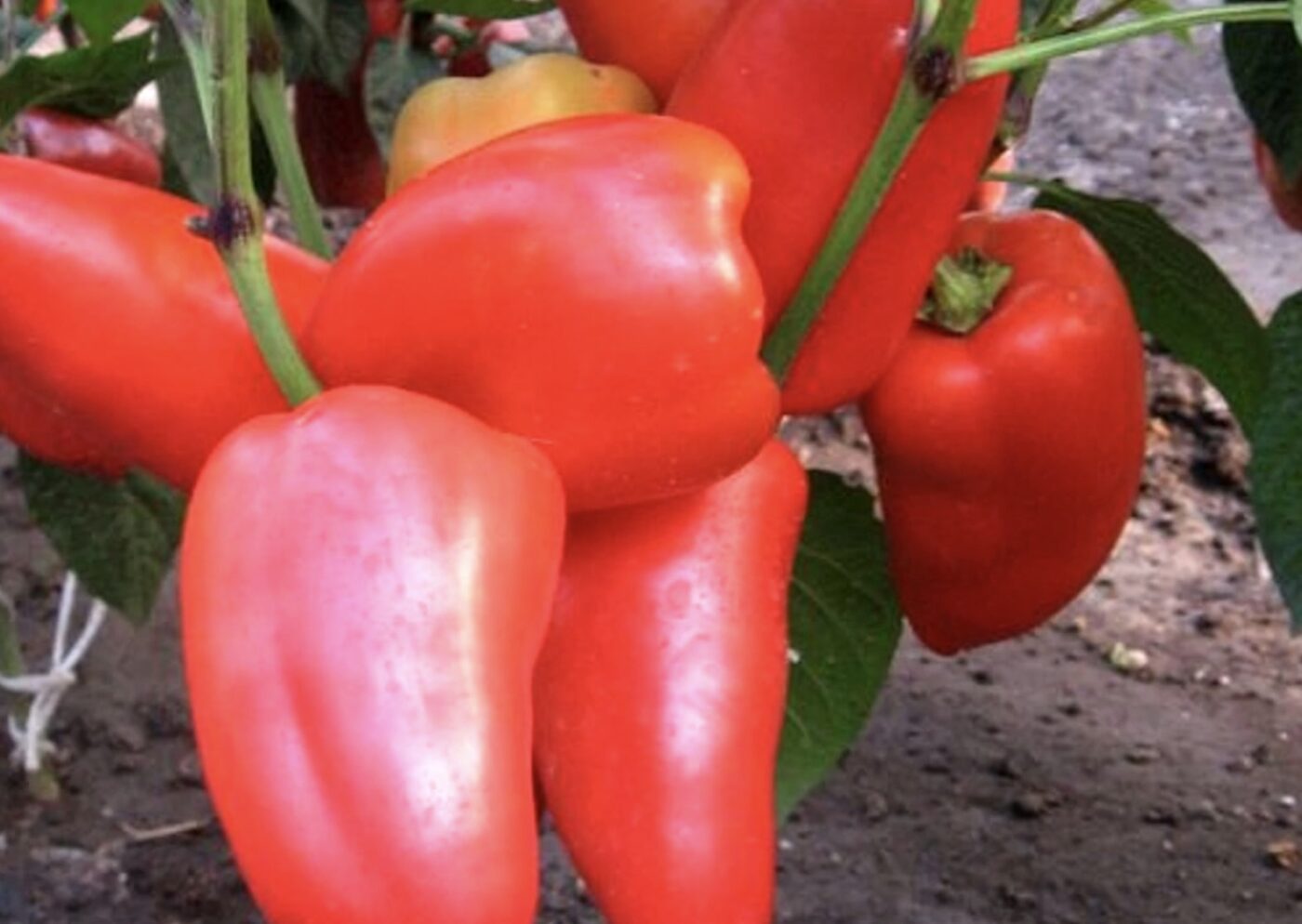 Сорт солодкого перцю, що має медовий присмак