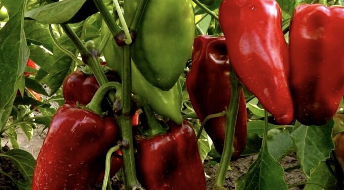 Агрономи назвали сорт солодкого перцю, що має медовий присмак