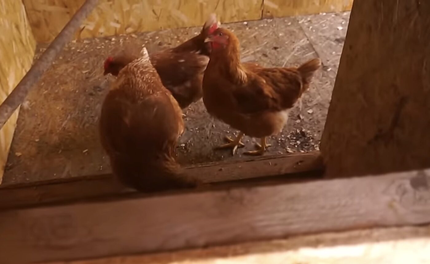 Як утеплити курник, аби кури давали більше яєць