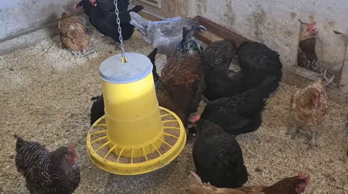 Як утеплити курник, аби кури давали більше яєць