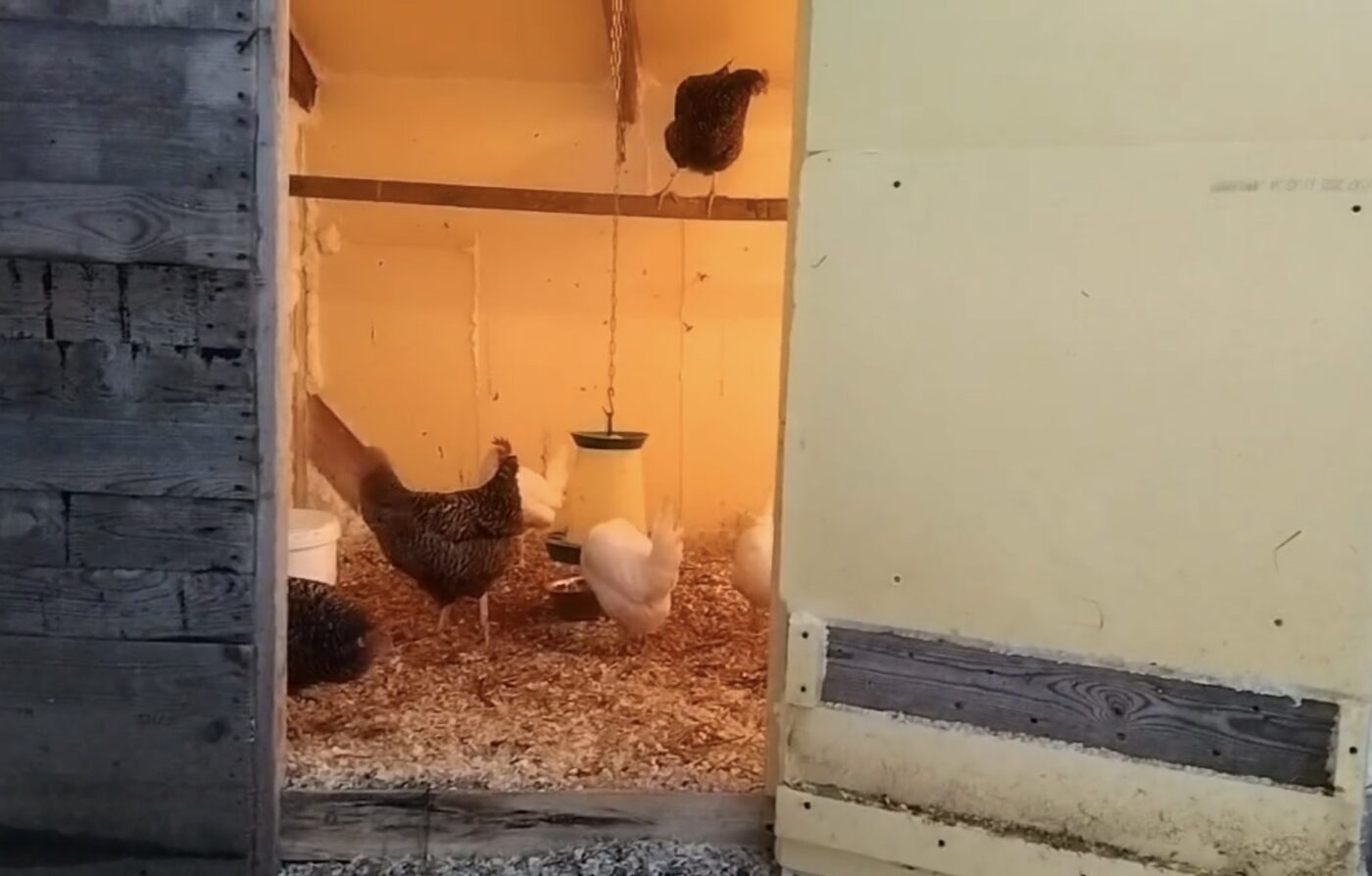 Простий спосіб утеплення курника