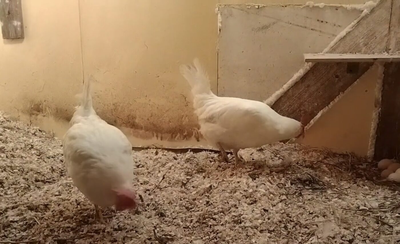 Простий спосіб утеплення курника