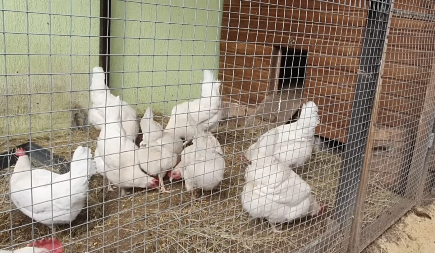 Що зробити з курником, аби яєць було більше