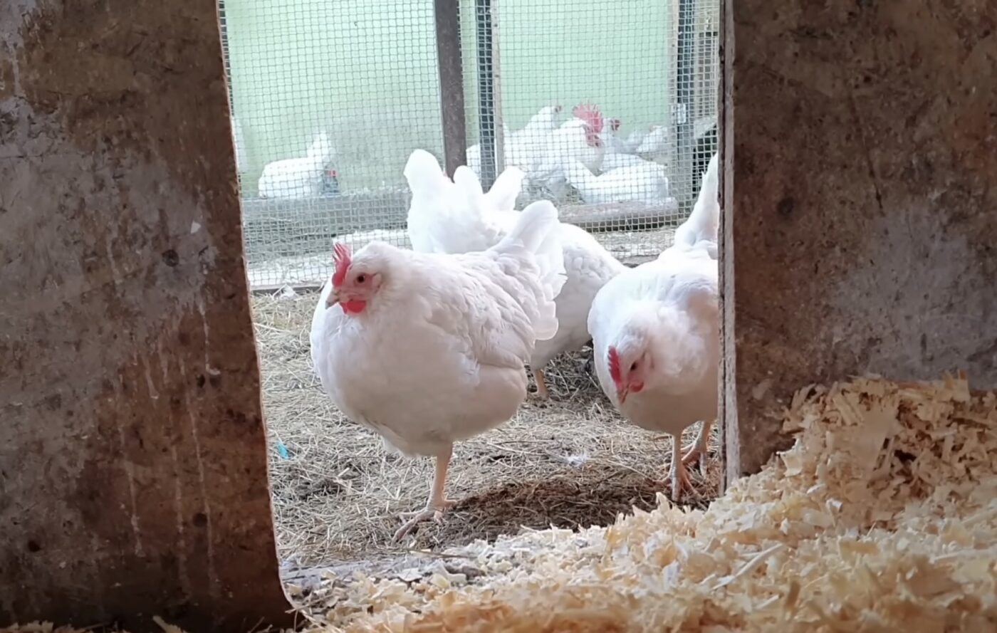 Що зробити з курником, аби яєць було більше