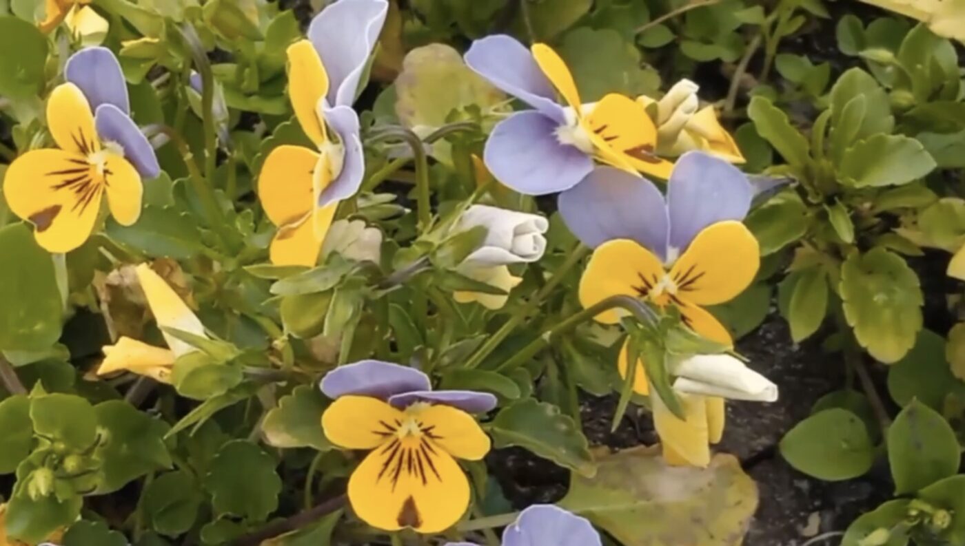 Три види квітів, що ростуть взимку