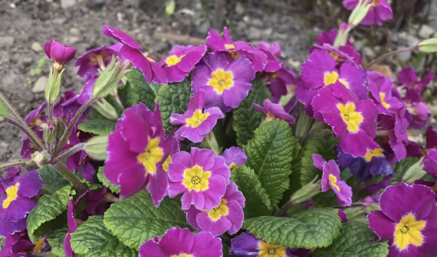 Три види квітів, що ростуть взимку