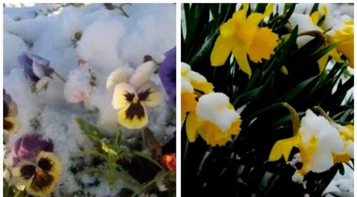 Моя бабуся садить ці 3 види квіти у січні – і під снігом зʼявляються різнокольорові пелюсточки до весни ще Садівники назвали три види квітів, що ростуть взимку