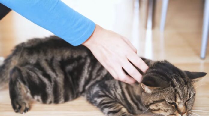 Чому кішка відводить вуха назад: це не дурниця, а 1 важлива причина, про яку господарі часто забувають Ветеринари розповіли, яка дія кішки вказує на потребу в допомозі