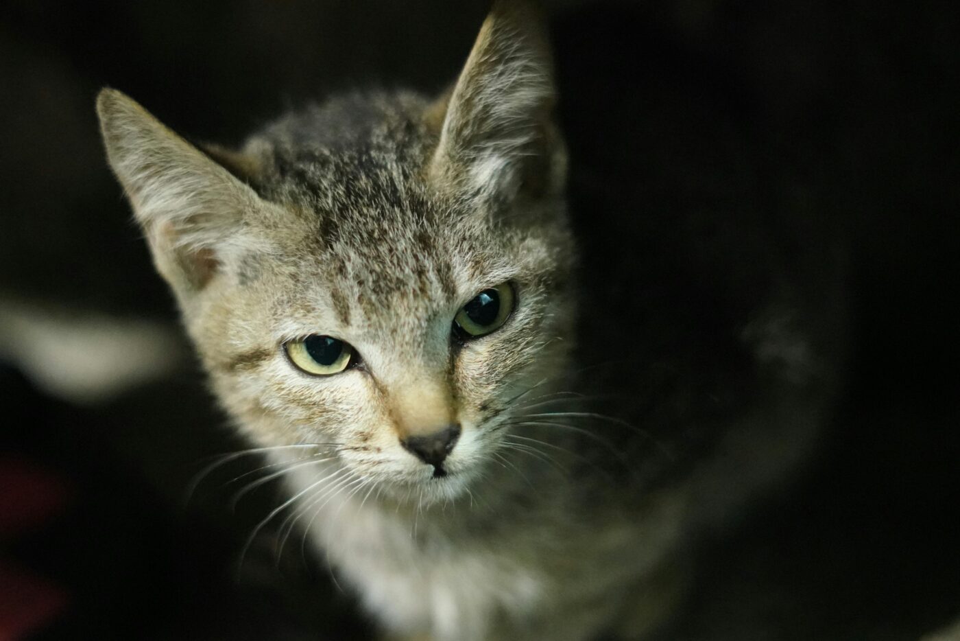 Яка дія кішки вказує на потребу в допомозі