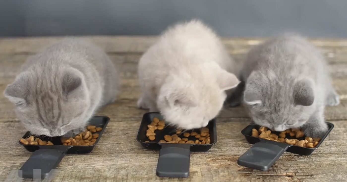 Що робити, коли кіт не хоче їсти звичну їжу