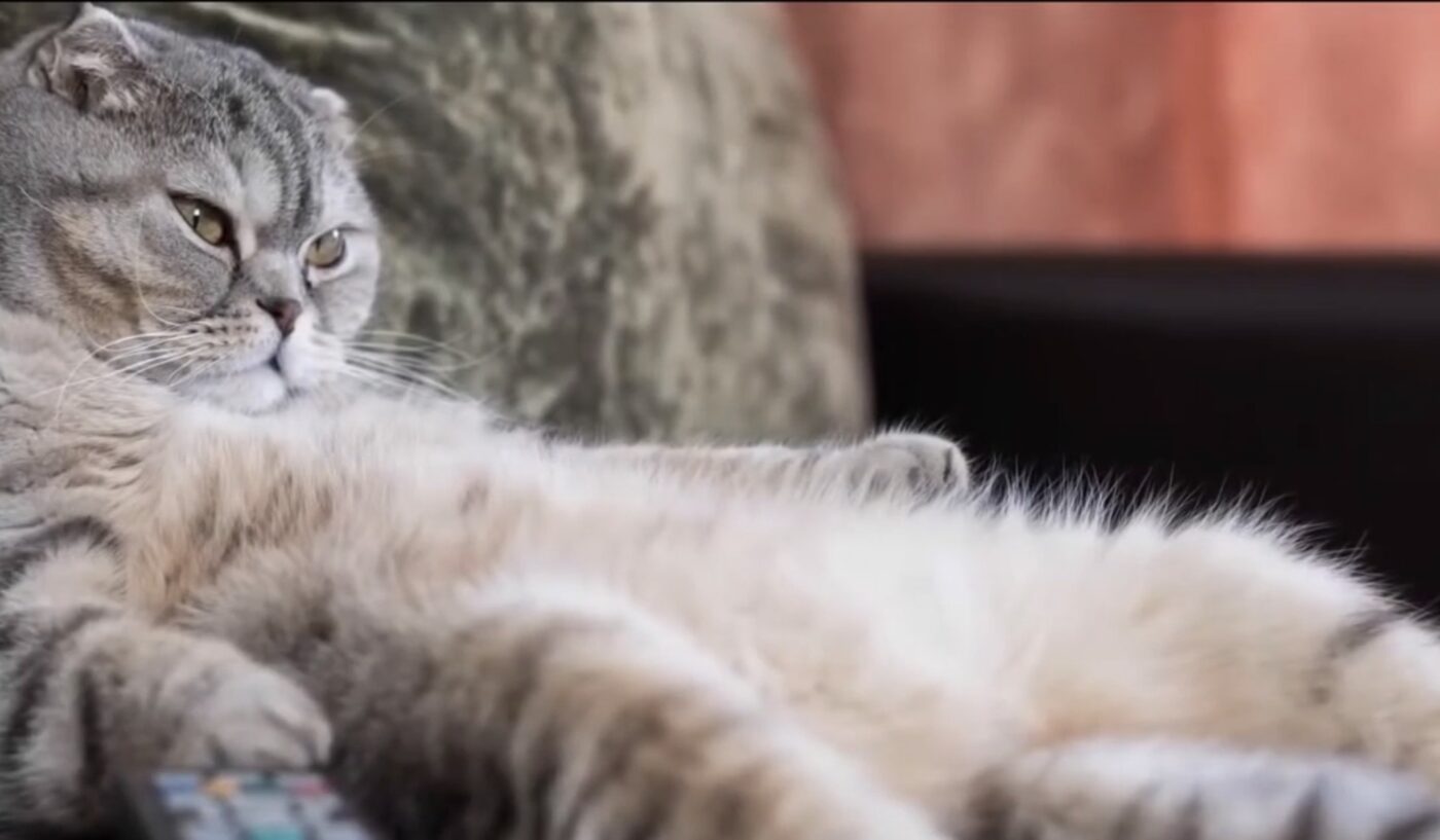 Що робити, коли кіт не хоче їсти звичну їжу